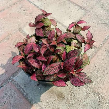 Buy Fittonia Red in 4 Inch Plastic Pot Online | Urvann.com