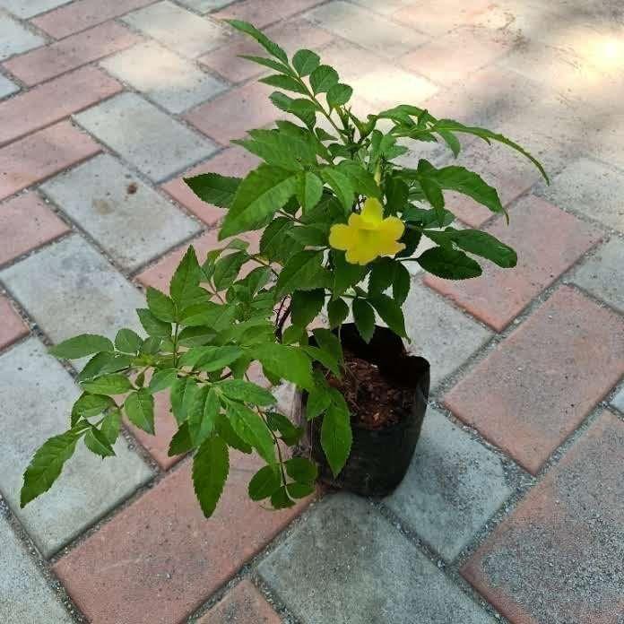 Tecoma Yellow in 4 Inch Nursery Bag