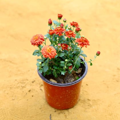 Chrysanthemum (any colour) in 4 Inch Nursery Pot