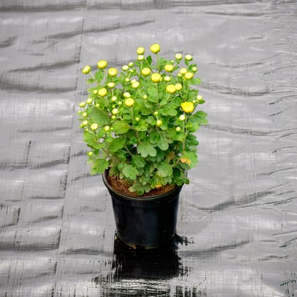 Chrysanthemum / Guldaudi Yellow in 4 Inch Nursery Pot