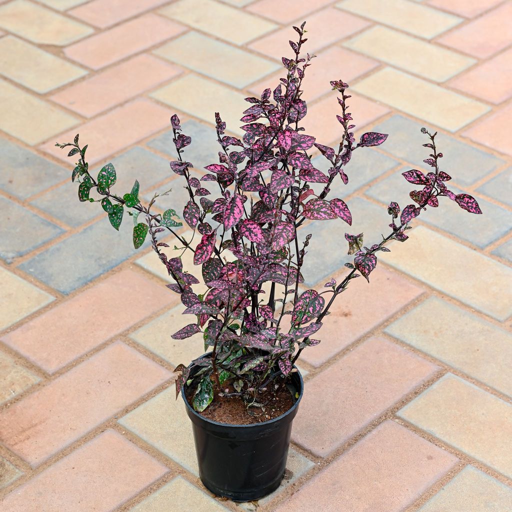 Hypoestes / Polka Dot Red 4 Inch Nursery Pot