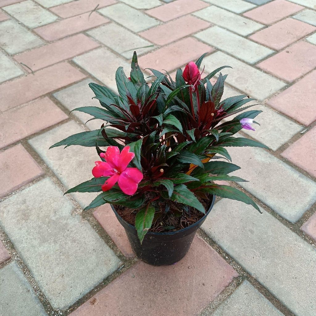 Impatiens Balsamina Red in 4 Inch Nursery Pot