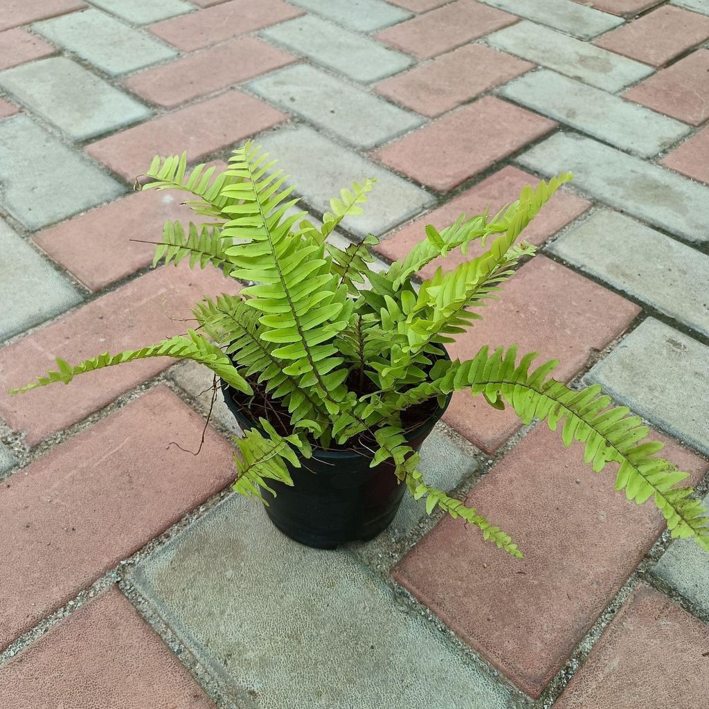 Golden Fern in 4 Inch Nursery Pot