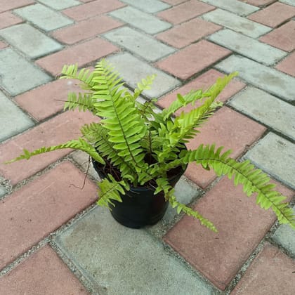 Buy Golden Fern in 4 Inch Plastic Pot Online | Urvann.com