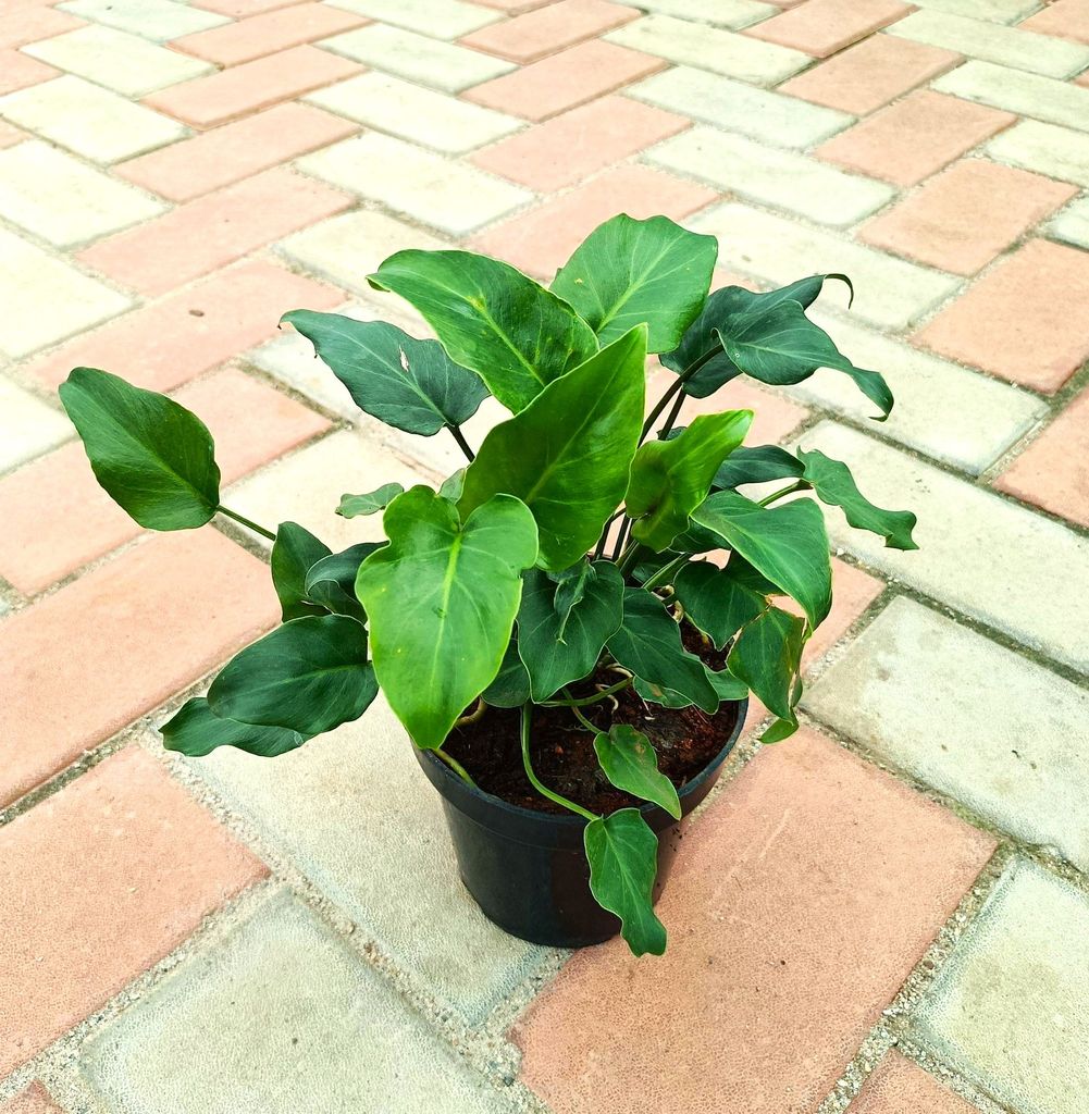 Philodendron Xanadu in 4 Inch Nursery Pot