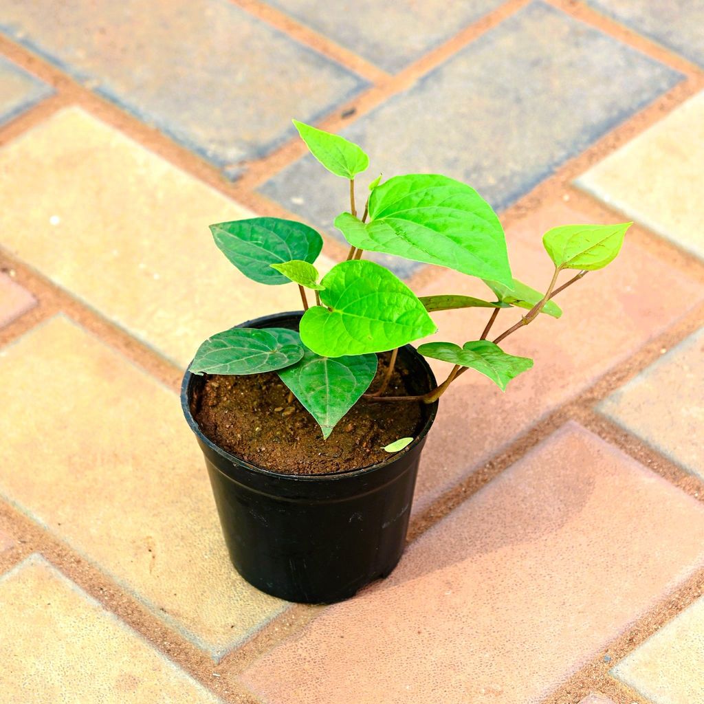 Paan Desi in 4 Inch Nursery Pot