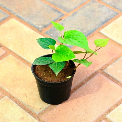 Paan Desi in 4 Inch Nursery Pot