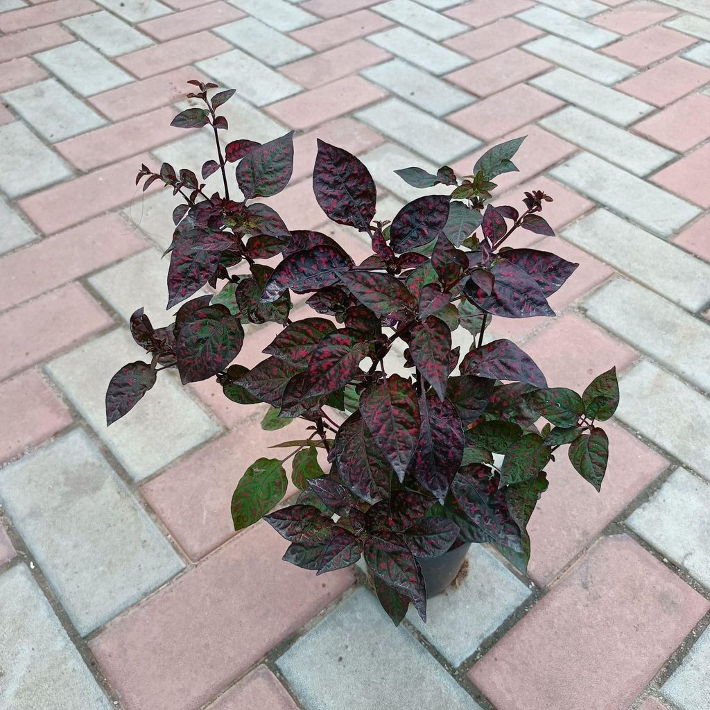 Hypoestes Red in 5 Inch Nursery Pot