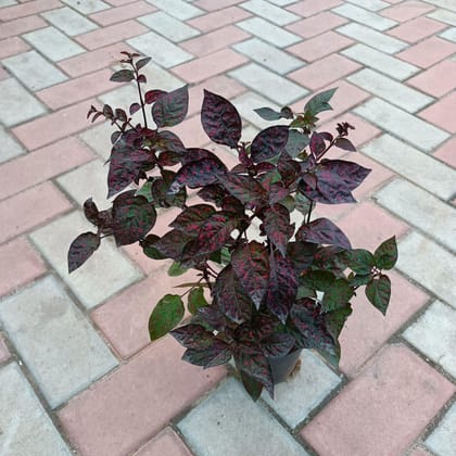 Buy Hypoestes Red in 5 Inch Plastic Pot Online | Urvann.com