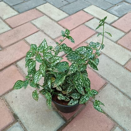 Buy Hypoestes Green White in 5 Inch Plastic Pot Online | Urvann.com