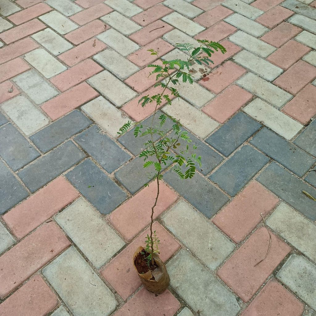 Shami Plant in 4 Inch Nursery Bag