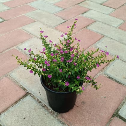 Buy Cuphea / False Heather in 4 Inch Plastic Pot Online | Urvann.com