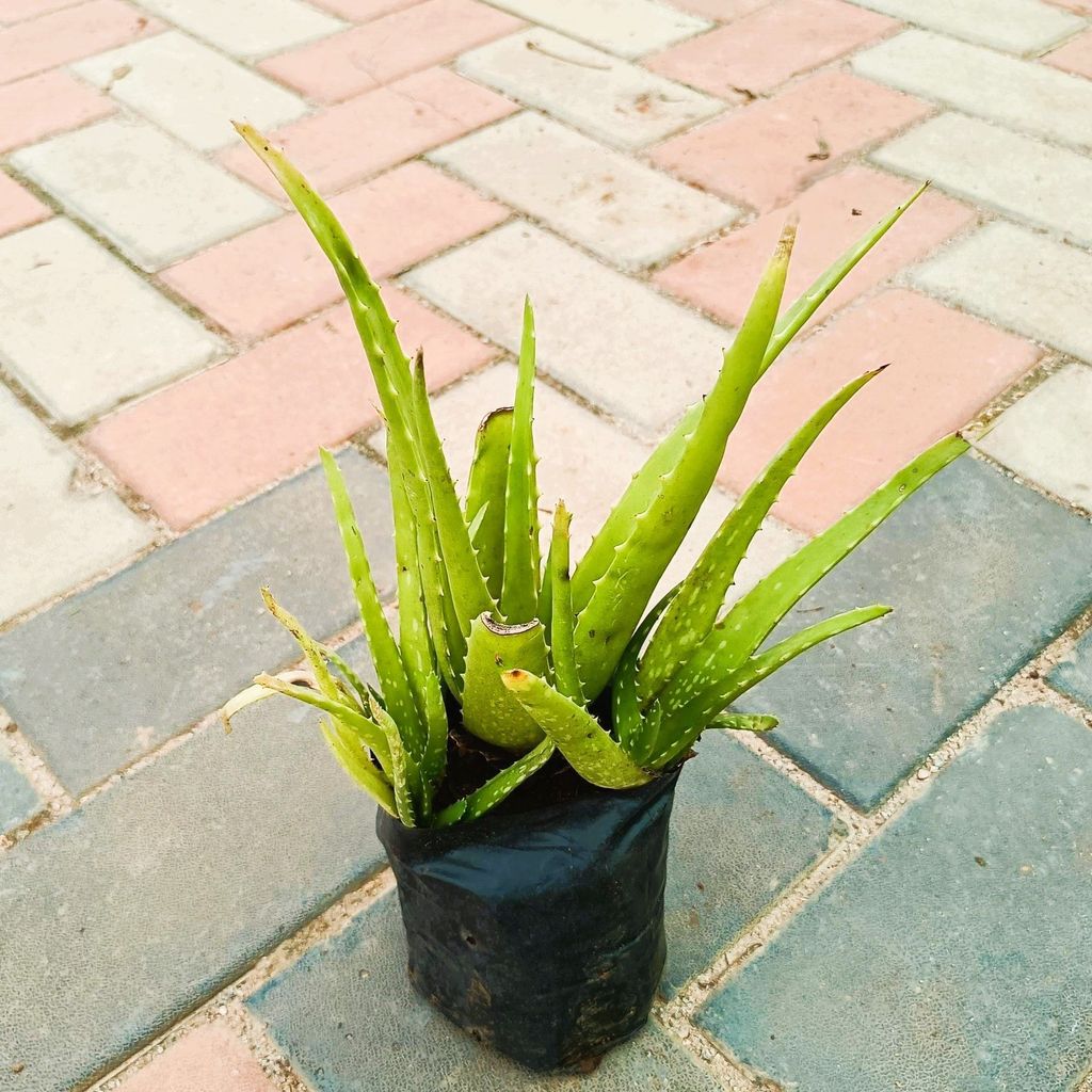 Aloe Vera in 4 Inch Nursery Bag