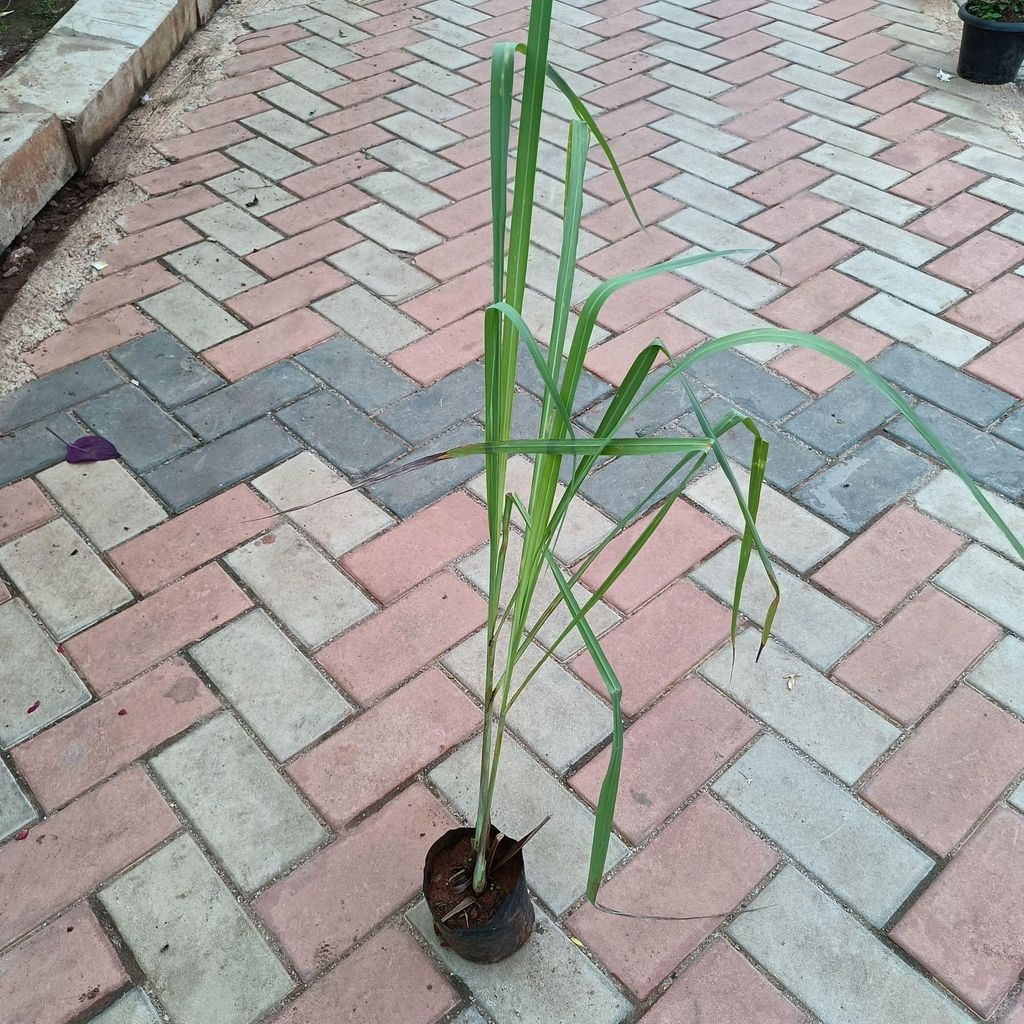 Lemon Grass in 3 Inch Nursery Bag