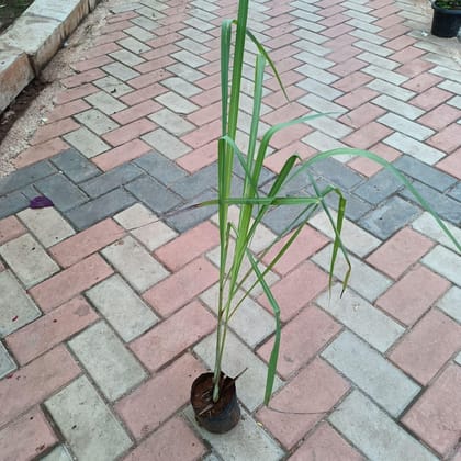 Buy Lemon Grass in 3 Inch Nursery Bag Online | Urvann.com