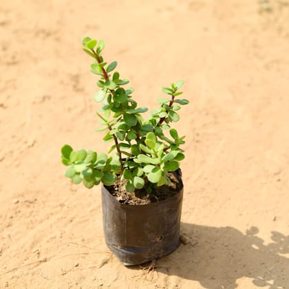 Jade in 4 Inch Nursery Bag