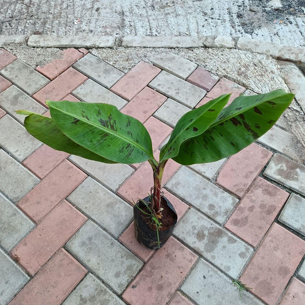 Banana in 4 Inch Nursery Bag