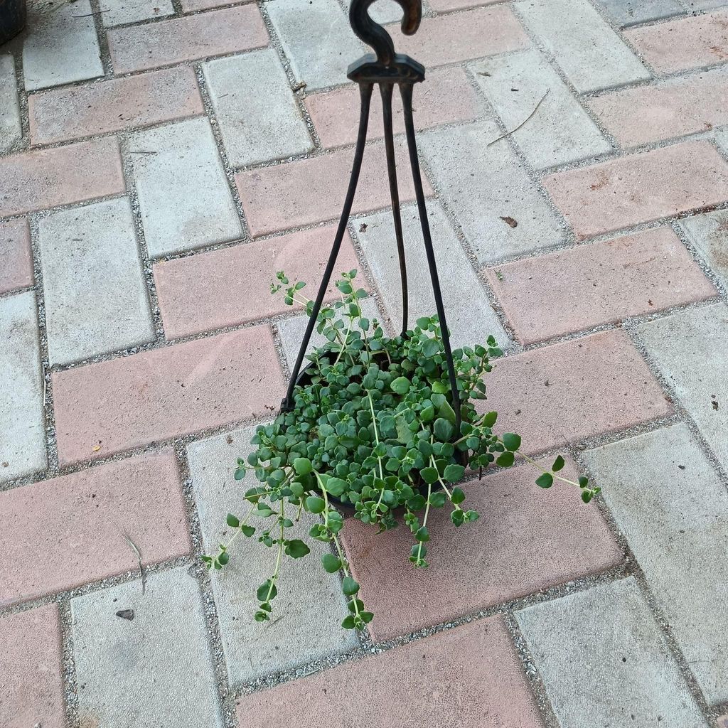 String Succulent in 4 Inch Hanging basket