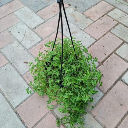 Buy Turtle Vine Mini in 6 Inch Hanging basket Online | Urvann.com