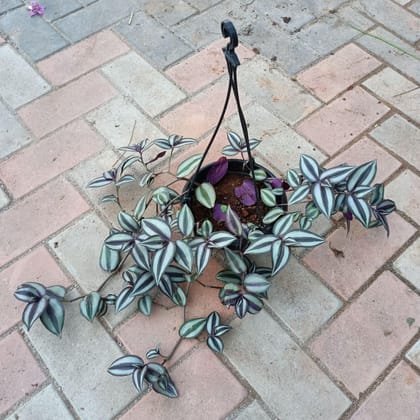 Buy Wandering Jew in 6 Inch Hanging basket Online | Urvann.com