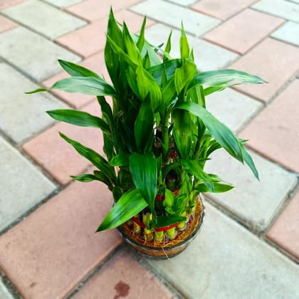 3 Layer Lucky Bamboo in Glass Bowl