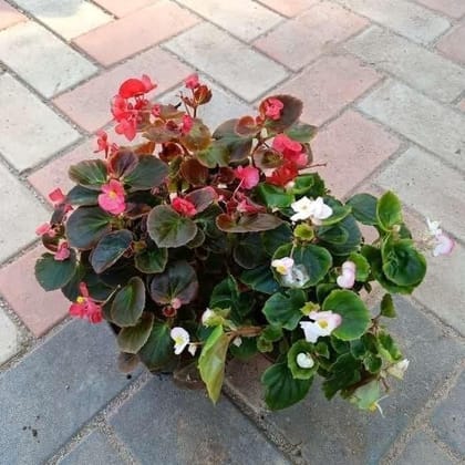 Buy Set of 3 Begonias (Red, Pink & White) in 4 Inch Plastic Pot Online | Urvann.com