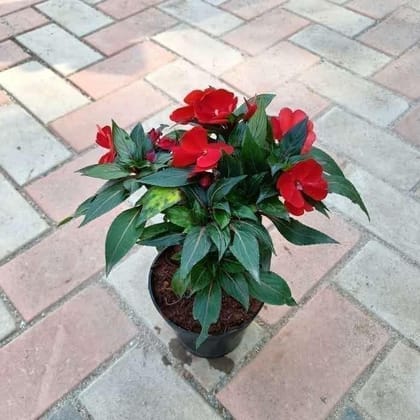 Buy Impatiens Balsimina Red in 5 Inch Plastic Pot Online | Urvann.com