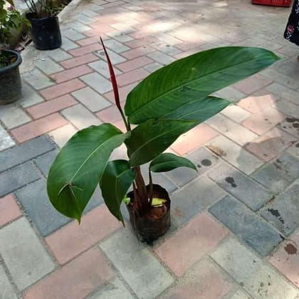 Buy Heliconia ~ 1.5-2 ft in 4 Inch Nursery Bag Online | Urvann.com