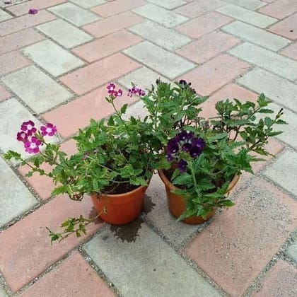 Buy Set of 2 - Verbena (Pink & Purple) in 5 Inch Plastic Pot Online | Urvann.com