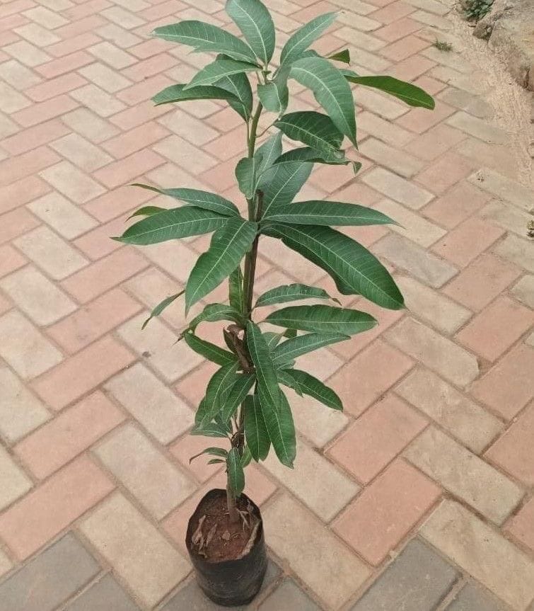 Mango Raspuri Grafted (~ 2ft) in 4inch Nursery Bag