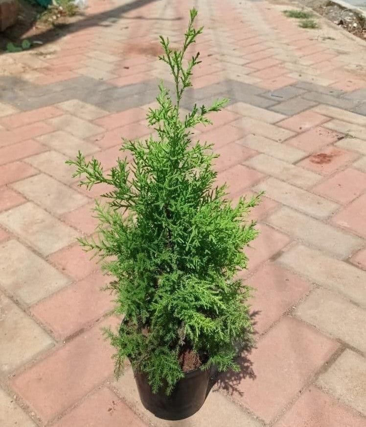 Cypress Lemon in 6 Inch Nursery Pot