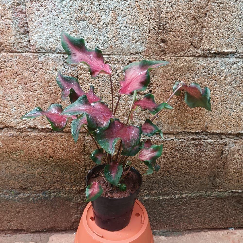 Caladium Red with Green Tip in 5 Inch Elegant Plastic Pot (colour may vary) - Best Exotic Indoor Plant