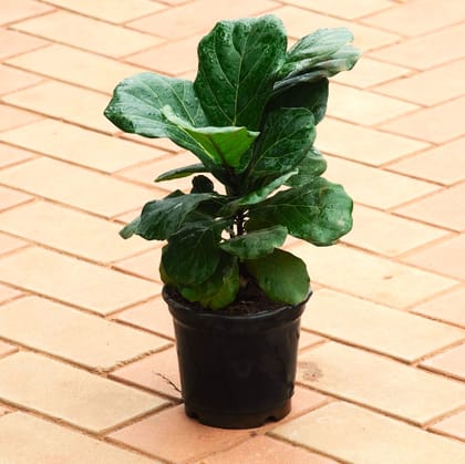 Fiddle Leaf Fig / Ficus Lyrata (~ 1. 5 Ft) in 5 Inch Nursery Pot