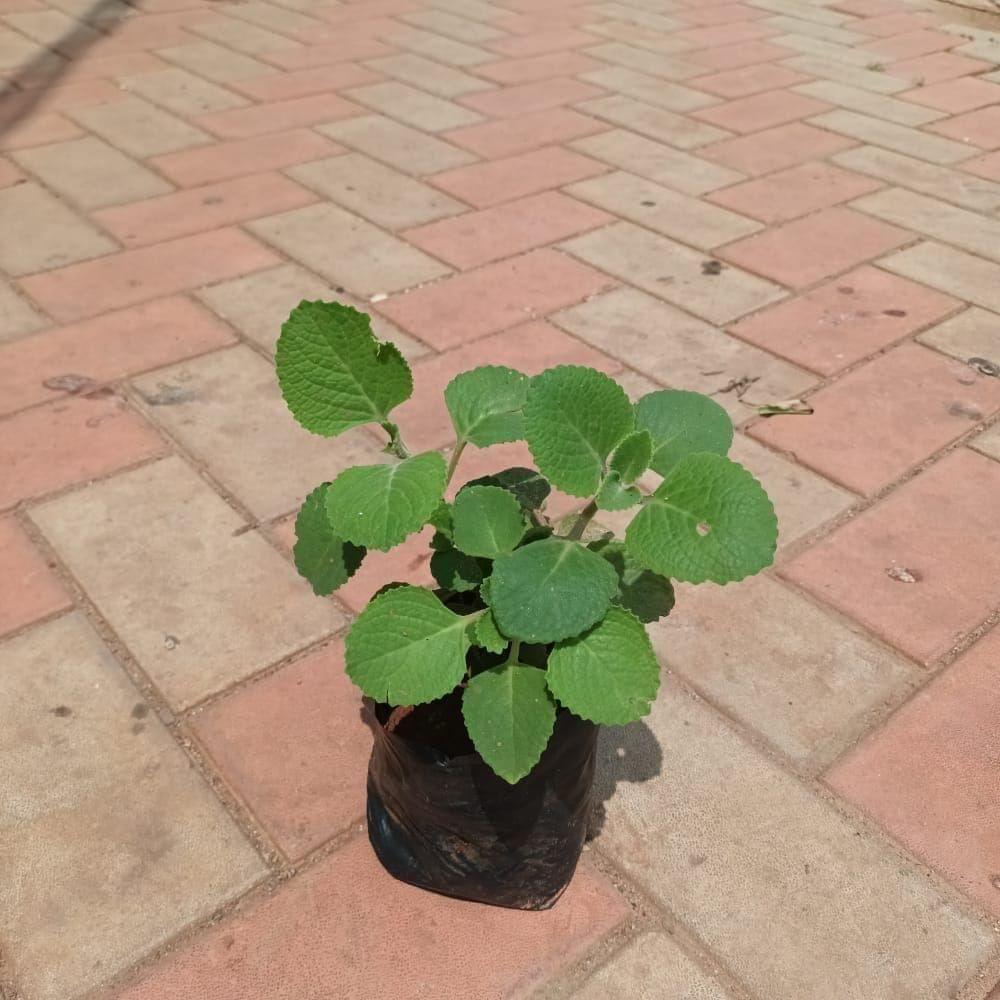 Ajwain in 4 Inch Nursery bag