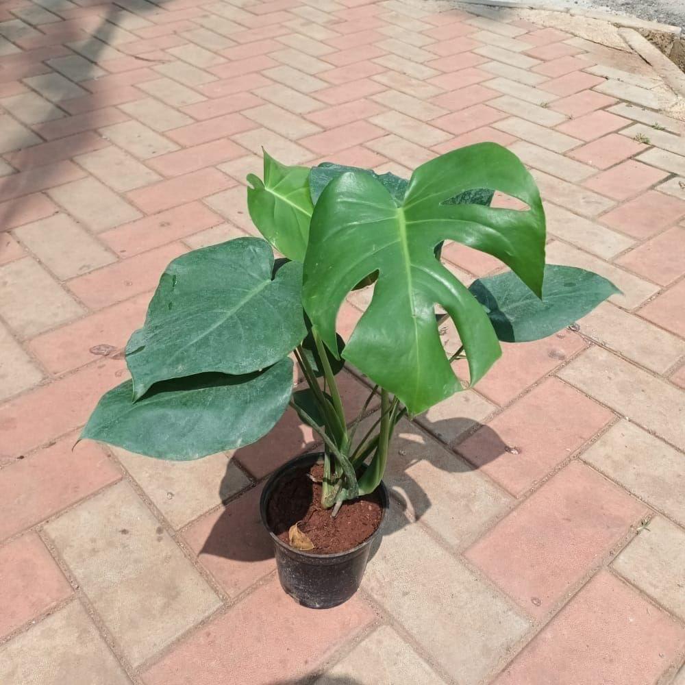 Swiss Cheese Plant / Monstera Broken Heart in 5 Inch Nursery Pot