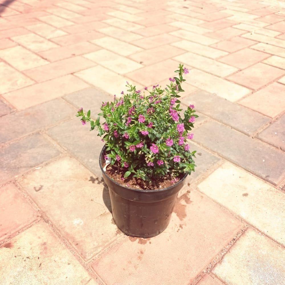 Cuphea / False Heather Pink in 4 Inch Nursery Pot