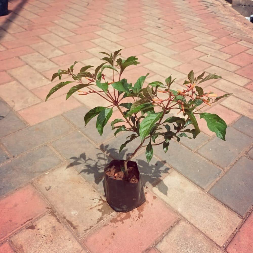 Firebush in 4 Inch Nursery Bag