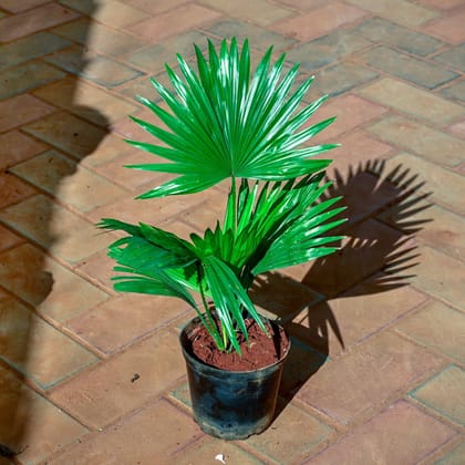 China Palm / Fan Palm in 5 Inch Nursery Pot (colour may vary)