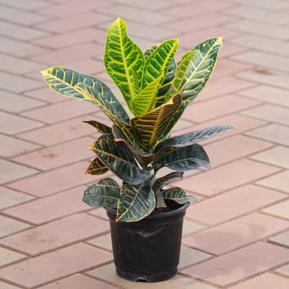 Croton Petra in 6 Inch Nursery Pot