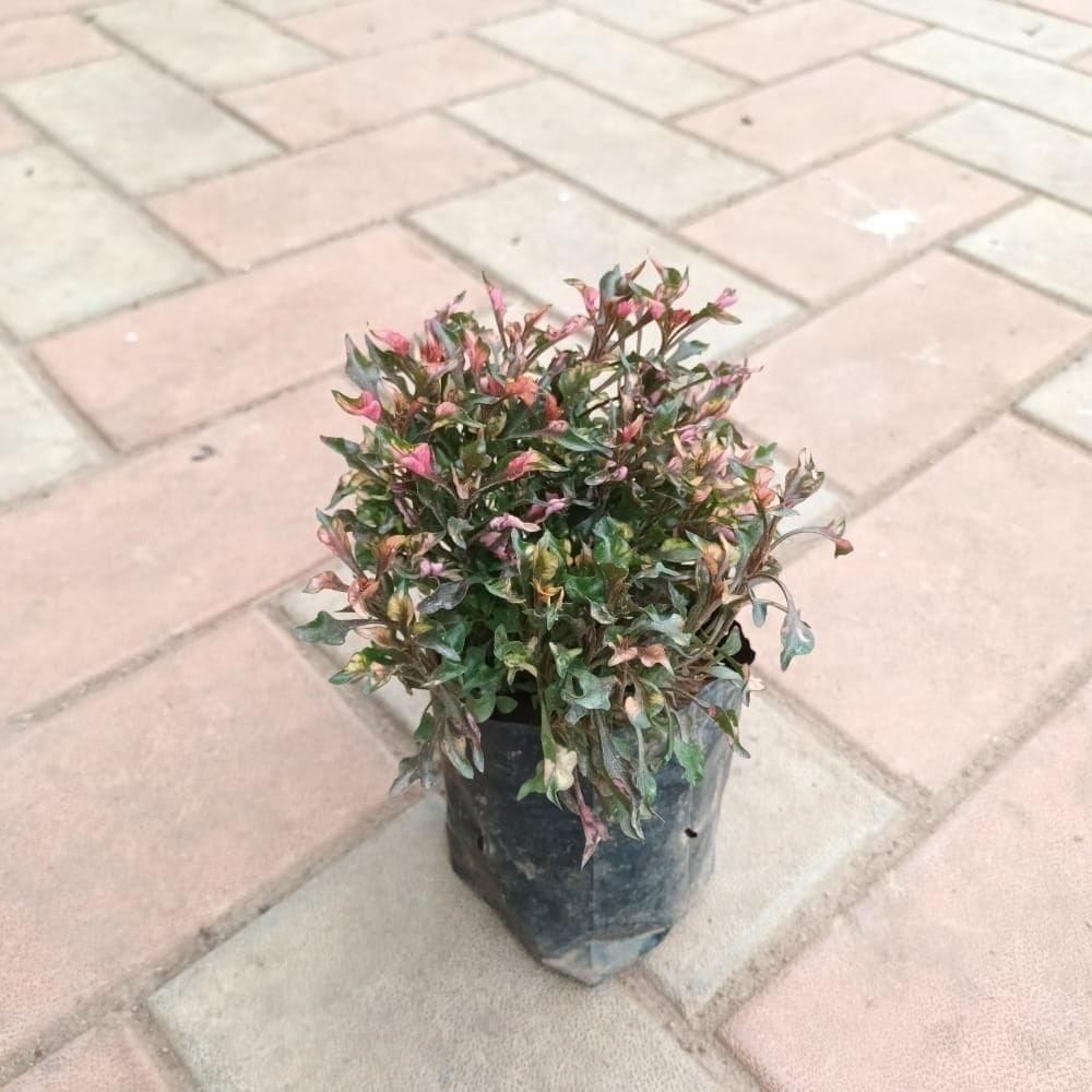 Alternanthera Dentata in 4 Inch Nursery Bag