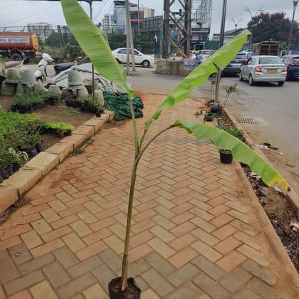 Buy Banana Plant (~3 ft) in 6 Inch Nursery Bag Online | Urvann.com