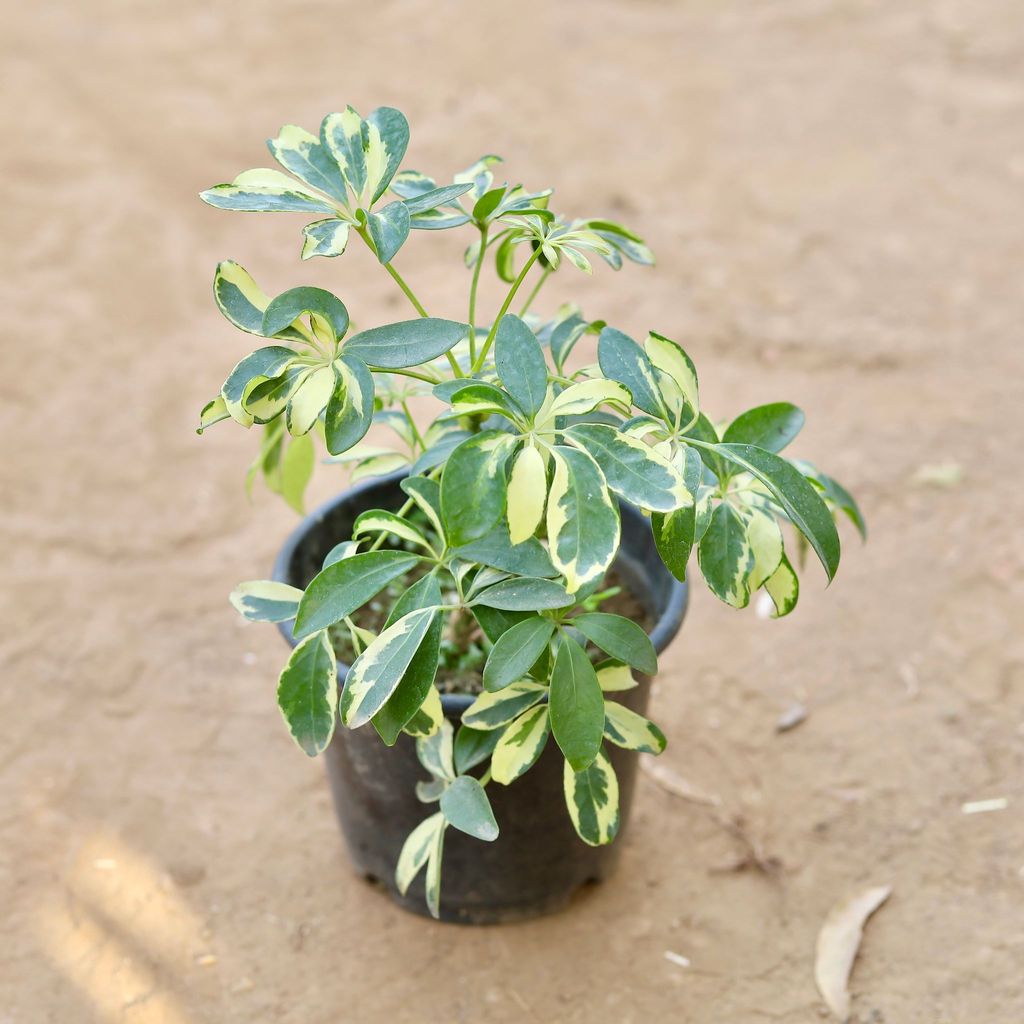 Schefflera White Green Dwarf in 4 Inch Nursery Pot