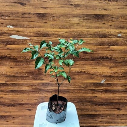 Buy Hamelia Partens / Firebush Plant (any colour) in 4 Inch Plastic Pot Online | Urvann.com