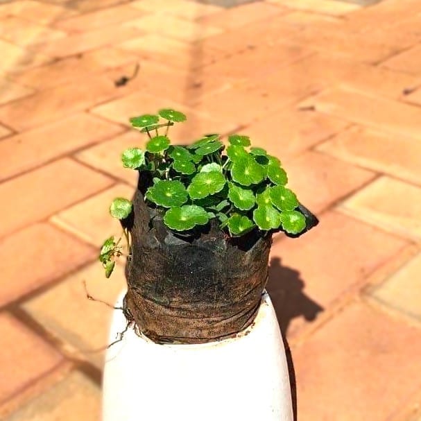 Brahmi Dollar Plant in 4 Inch Nursery Bag