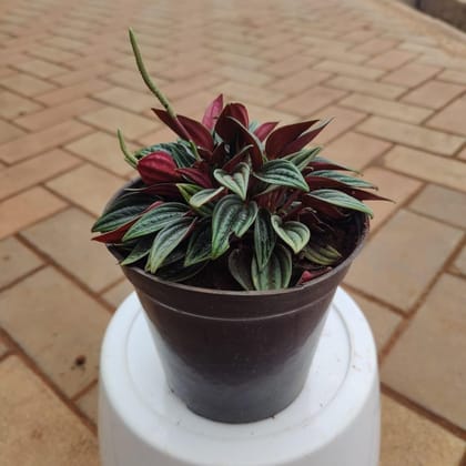 Buy Fittonia Succulent in 5 Inch Plastic Pot Online | Urvann.com