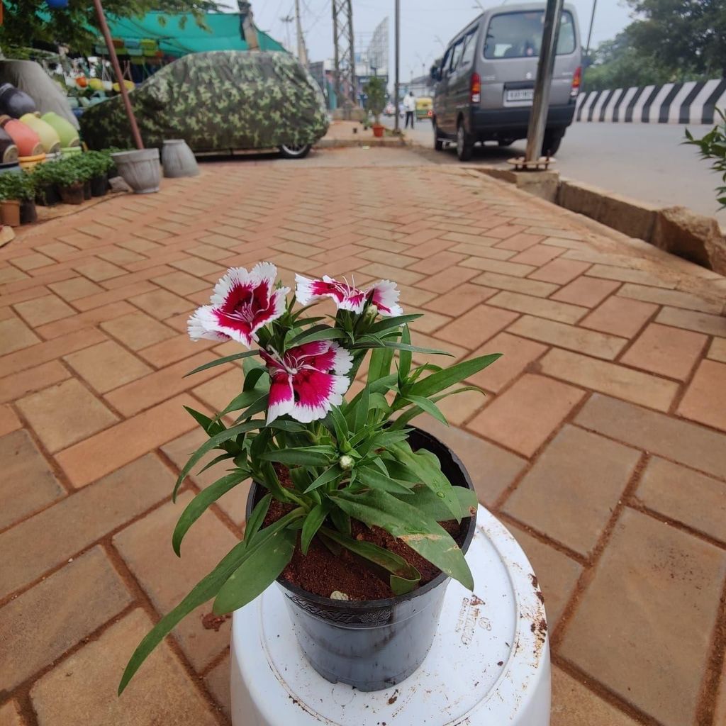 Dianthus (any colour) in 4 Inch Nursery Pot