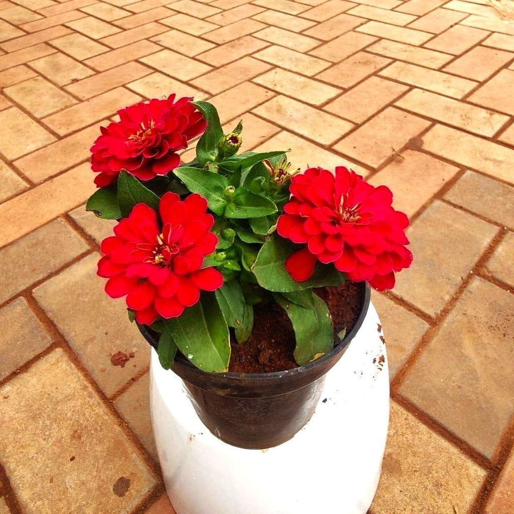 Zinnia (any colour ) in 5 Inch Nursery Pot