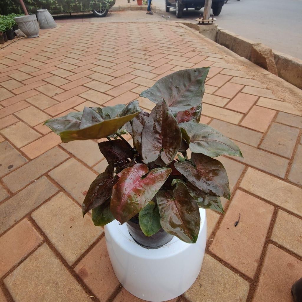 Rare Syngonium Black in 4 Inch Nursery Pot