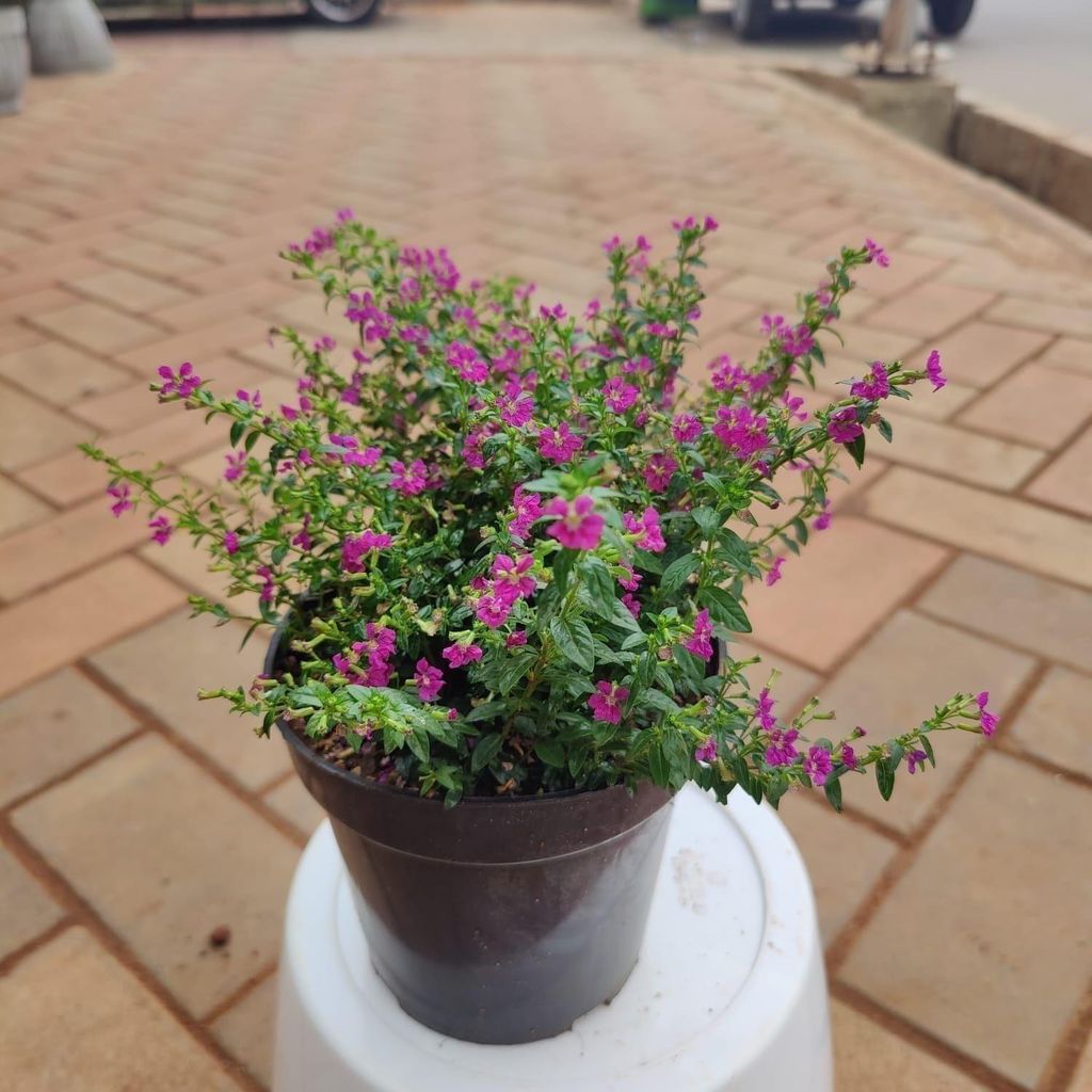 Cuphea / False Heather (any colour) in 5 Inch Nursery Pot