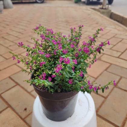 Buy Cuphea / False Heather Pink in 5 Inch Plastic Pot Online | Urvann.com